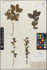 Foto von Salix myrsinifolia Salisb.